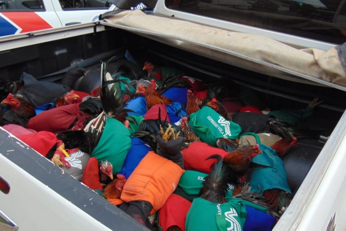 Rinha de galo provoca cerca de 150 prisões em Luís Eduardo Magalhães