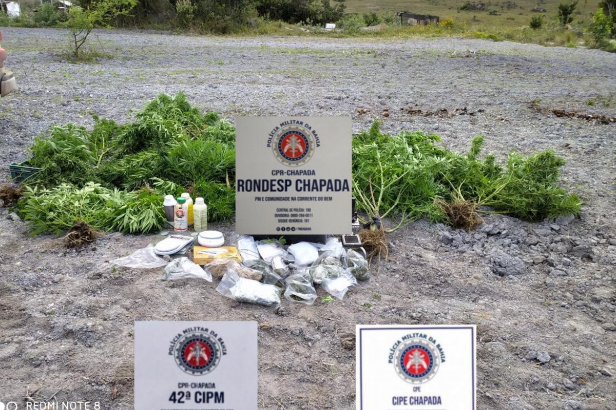 Três suspeitos por plantação de maconha são presos no sul da Bahia