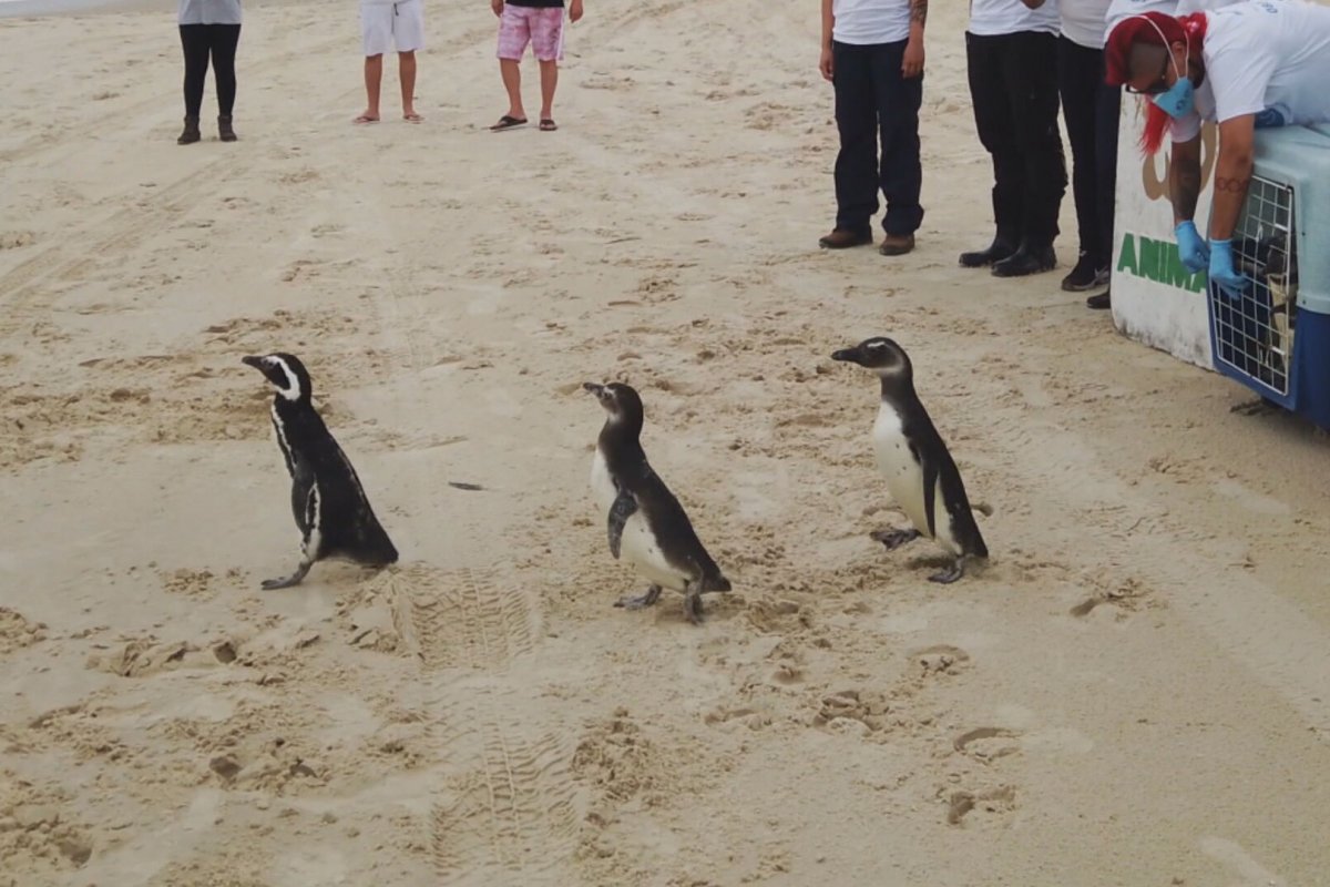 5 mil pinguins já foram resgatados no litoral do país neste ano 