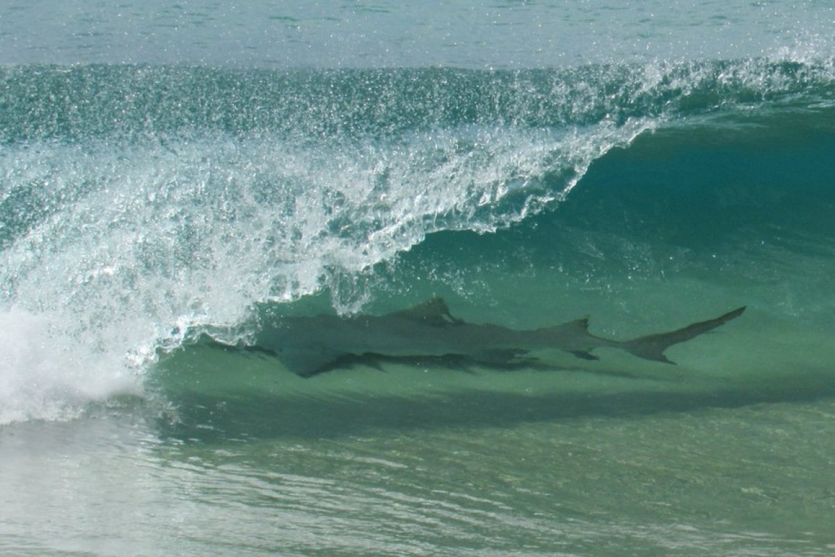 Tubarão é fotografado dentro de uma onda em praia de Fernando de Noronha