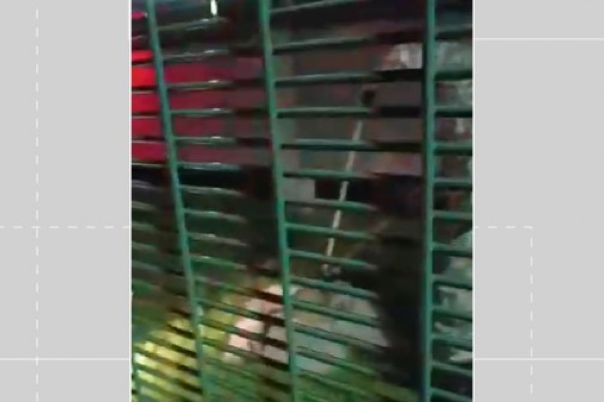 Vídeo: Sucuri de dois metros é resgatada na região do metrô no Imbuí, em Salvador 