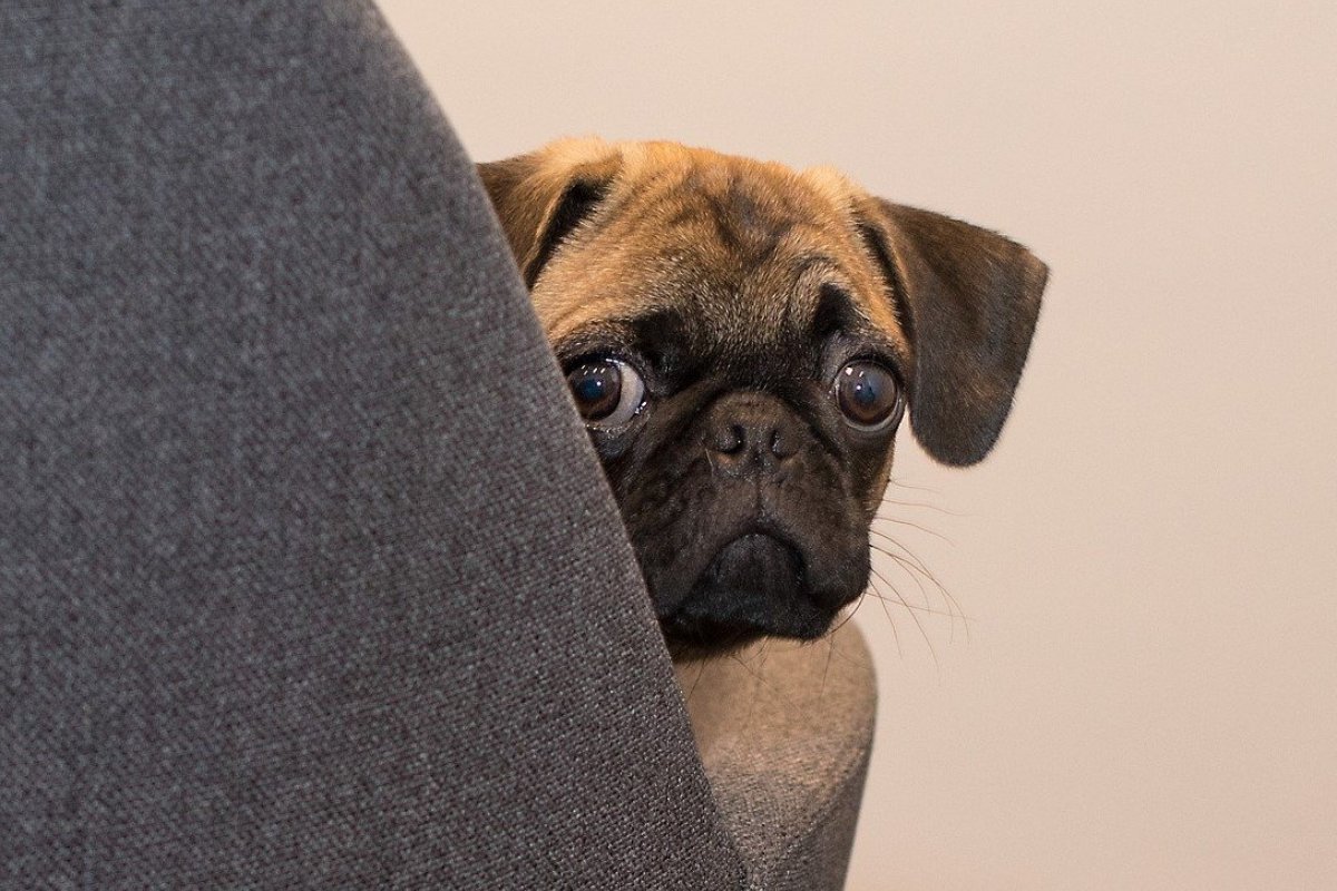 Como passear com um cachorro medroso