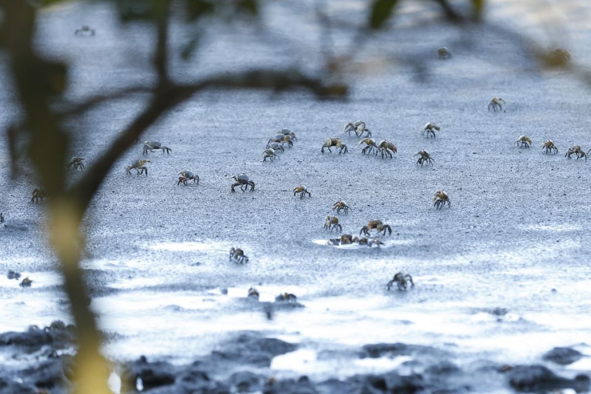 Justiça Federal do RJ suspende decisão do Conama que tirou proteção de manguezais e restingas