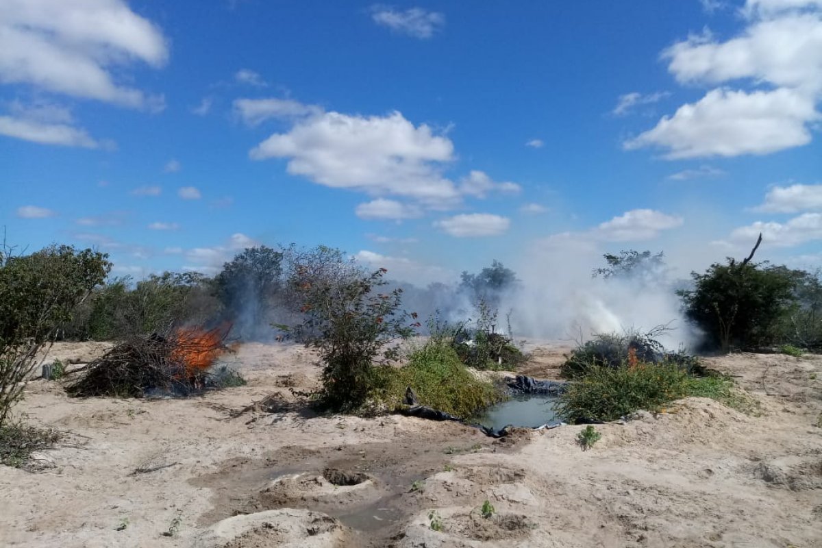 Após denúncias, Polícia Militar descobre plantio e queima mais de mil pés de maconha