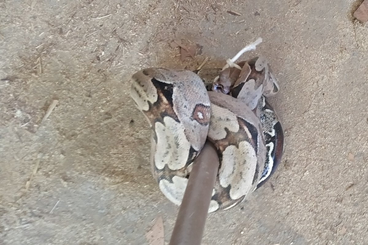 Jiboia com mais de um metro é encontrada em uma casa no oeste da Bahia