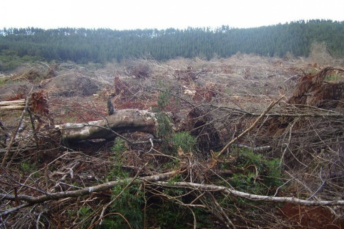 Operação identifica mais de 400 hectares de áreas de Mata Atlântica desmatadas na Bahia