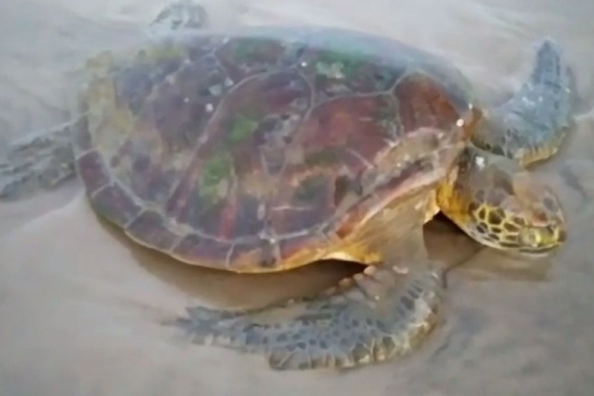 Tartaruga debilitada é resgatada para cuidados em Ilhéus