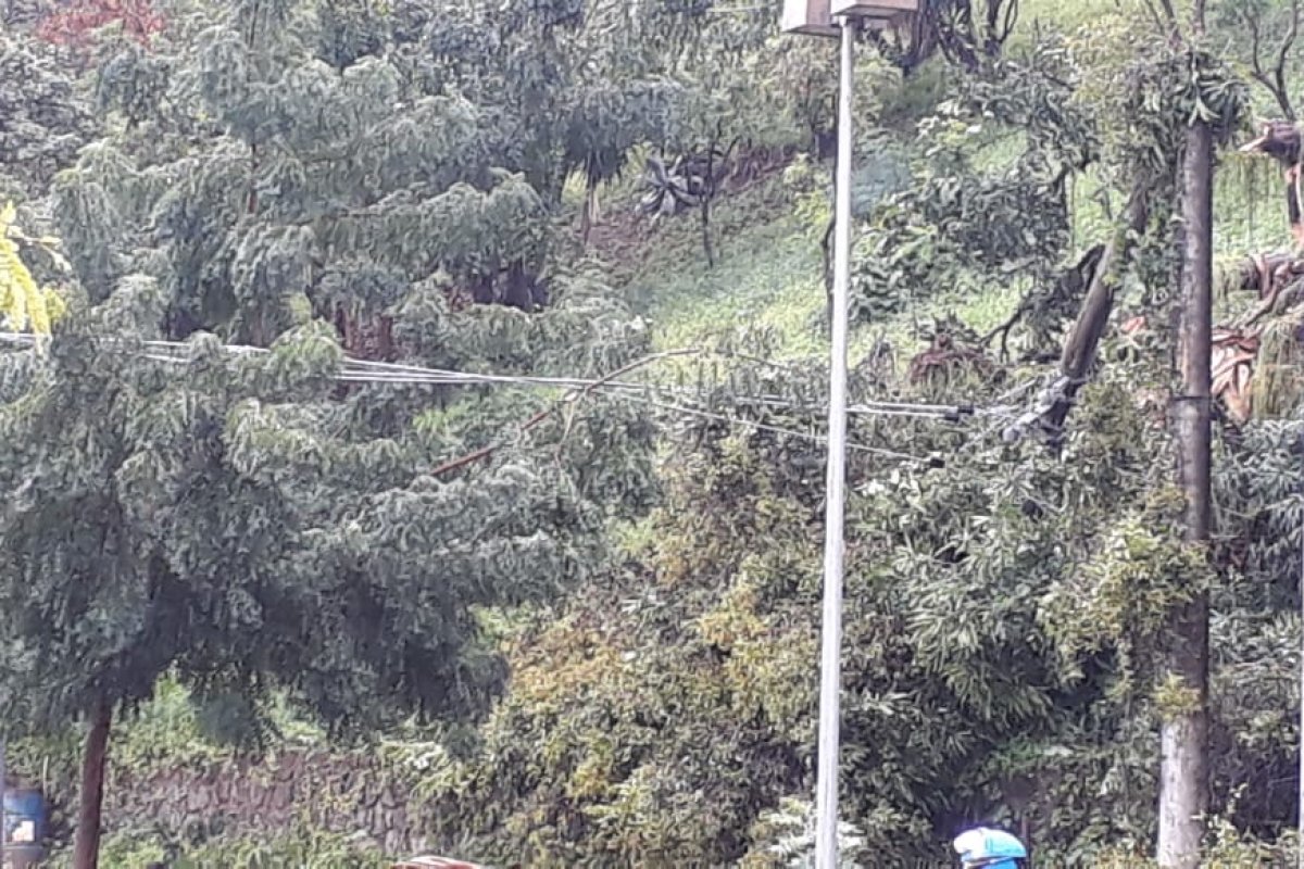 Queda de árvore no Canela deixa a região sem energia