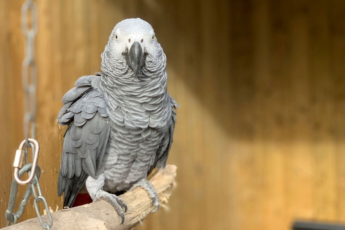 Zoológico britânico separa papagaíos que se provocavam com palavrões