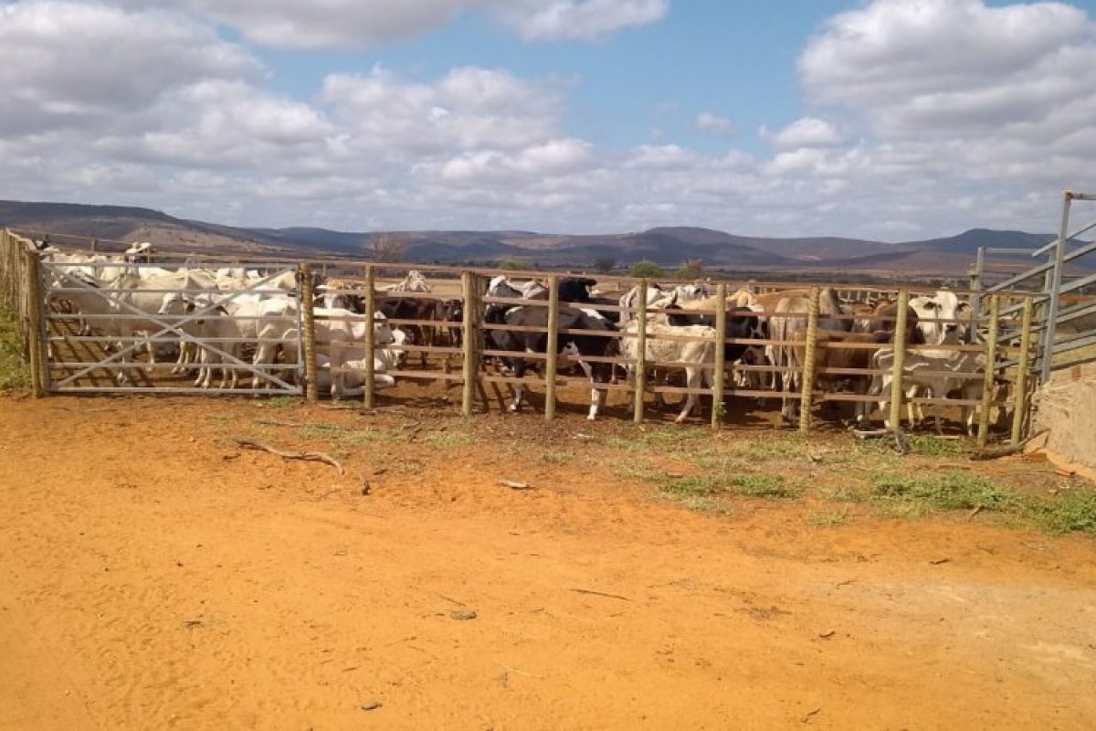 Brumado :105 bois são sacrificados após grupo falsificar guias de transporte