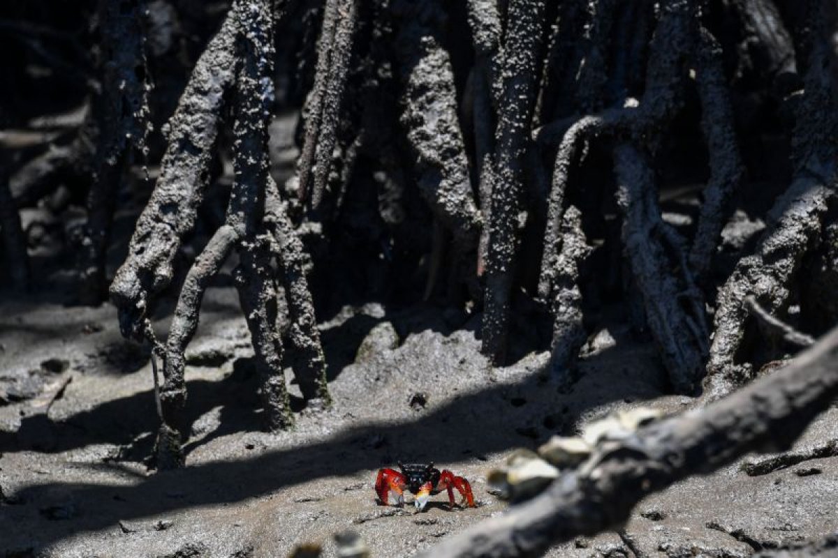 TRF acata recurso, e decisão que tirou proteção a manguezais volta a valer