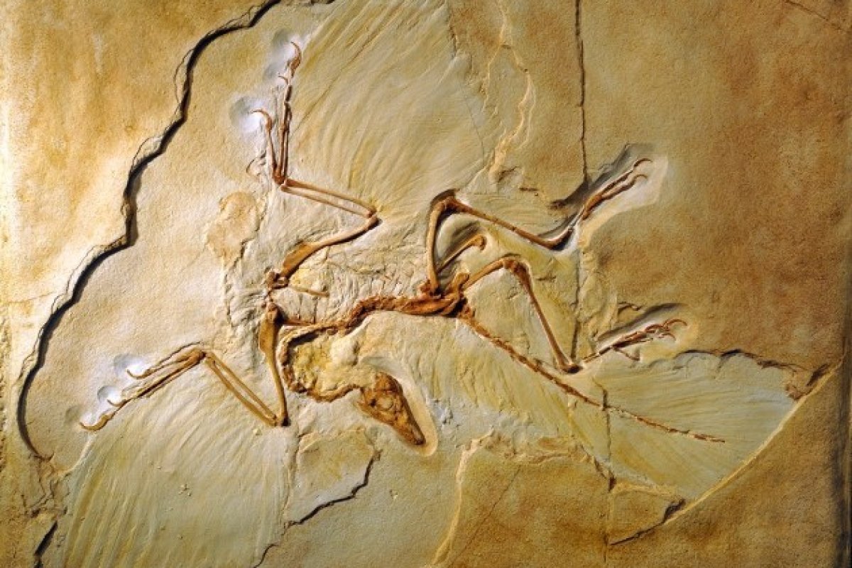 Pesquisadores confirmam origem da pena fóssil mais antiga do mundo