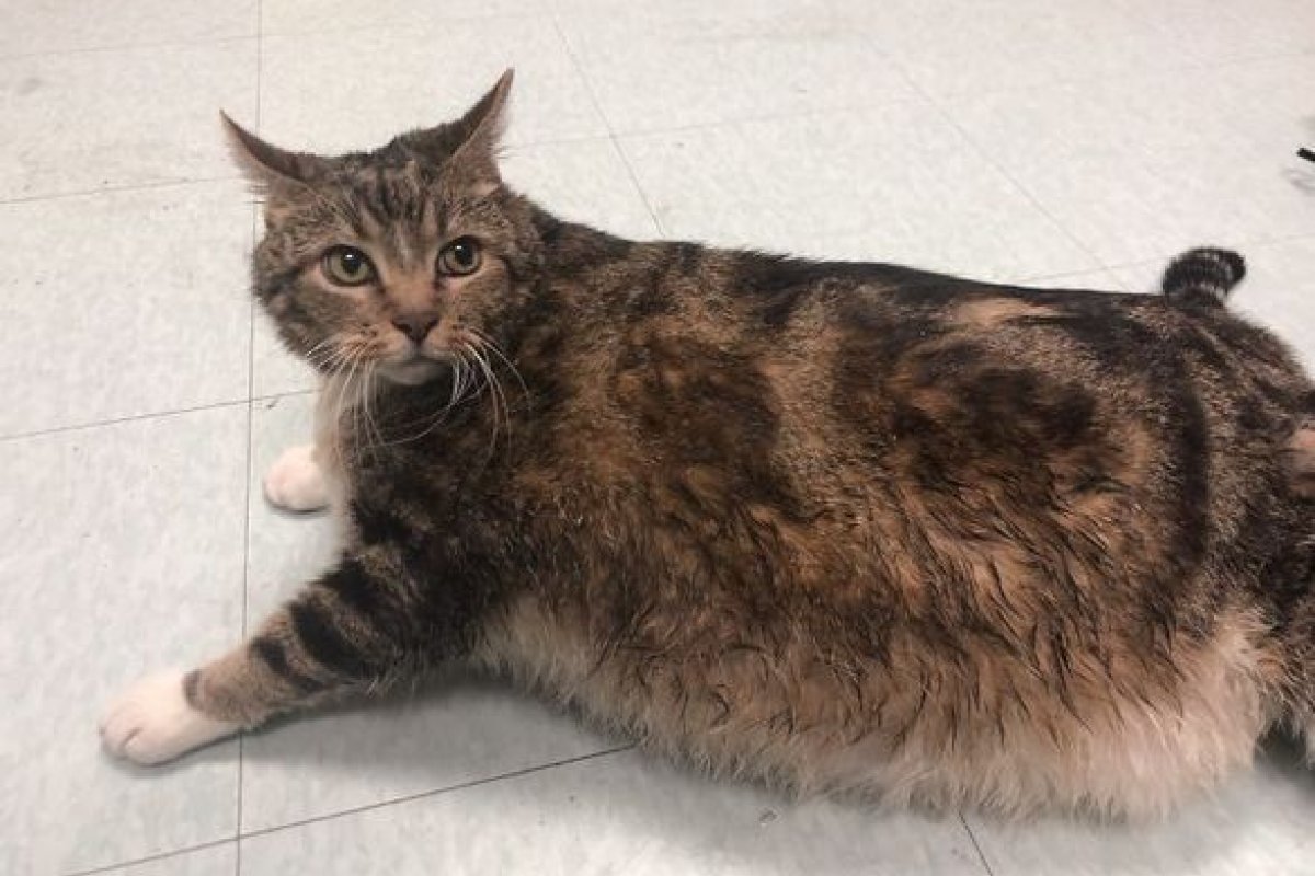 Gata obesa e abandonada nos Estados Unidos encontra abrigo em novo lar