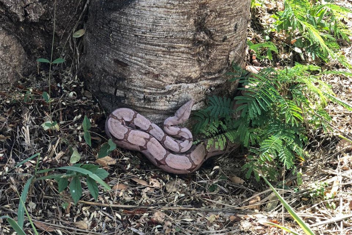 Jibóia é encontrada no interior da Bahia