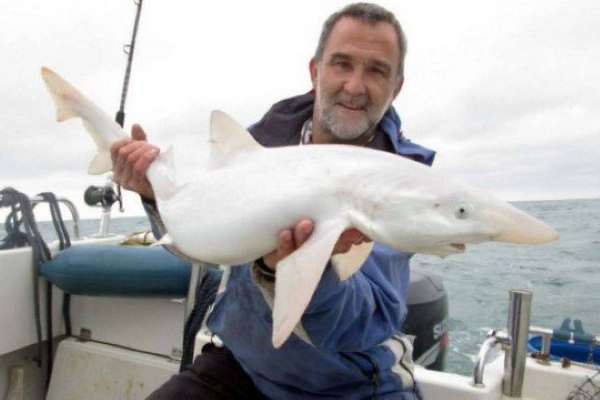 Pescador fisga espécie rara de tubarão branco na Grã-Bretanha