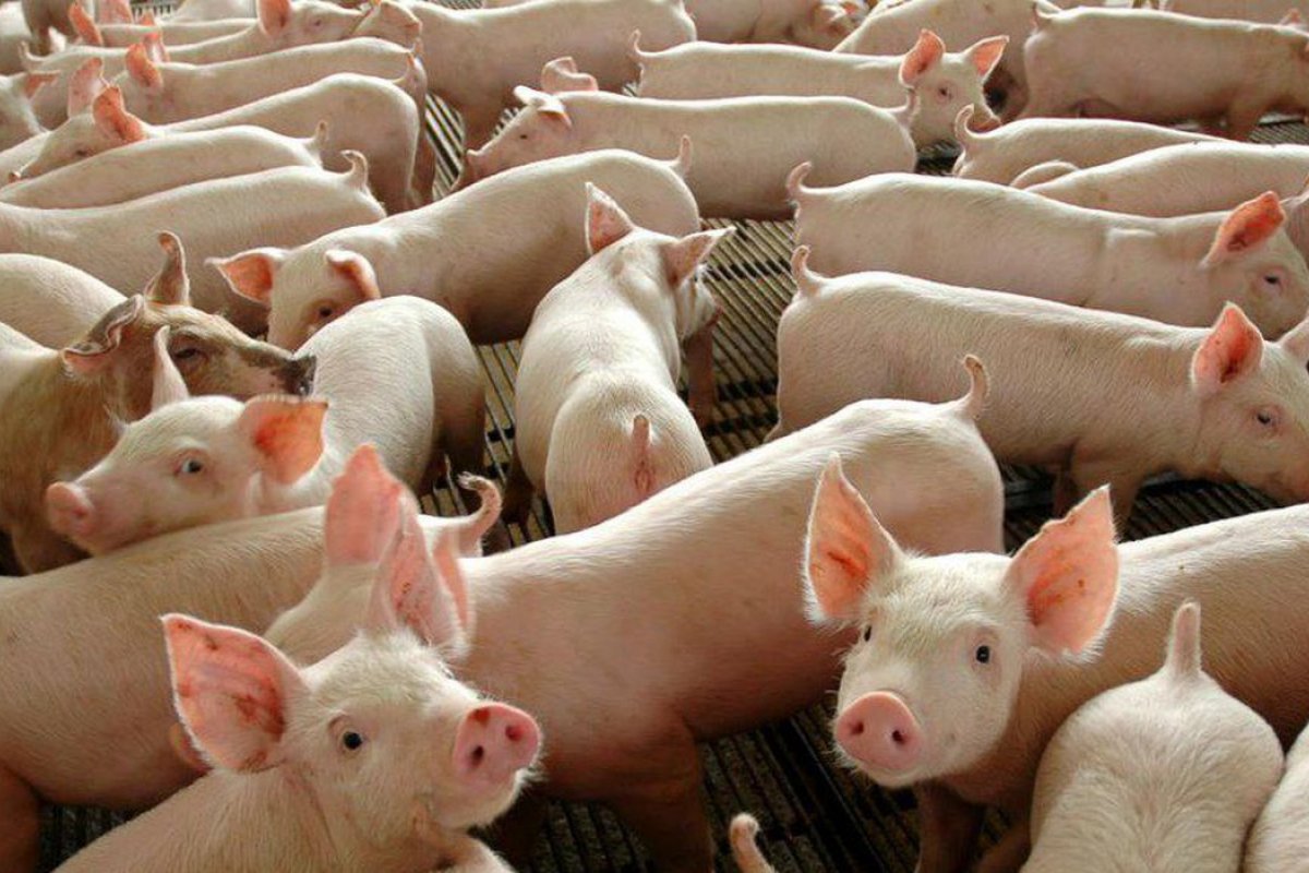 Ministério da Agricultura confirma peste suína clássica no Piauí 