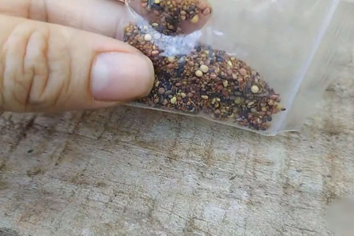 Fungos, ácaro e possíveis plantas daninhas foram encontrados em sementes misteriosas, afirma Governo