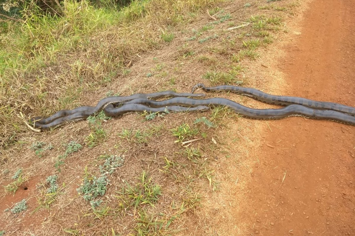 Estudante flagra sucuri fêmea perseguida por machos em uma estrada em SP