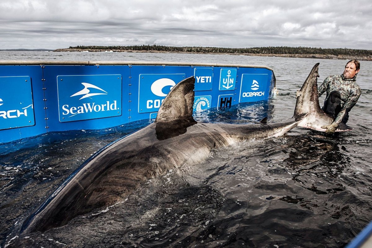 Pesquisadores encontram tubarão-branco com pouco mais de cinco metros e 1,5 tonelada