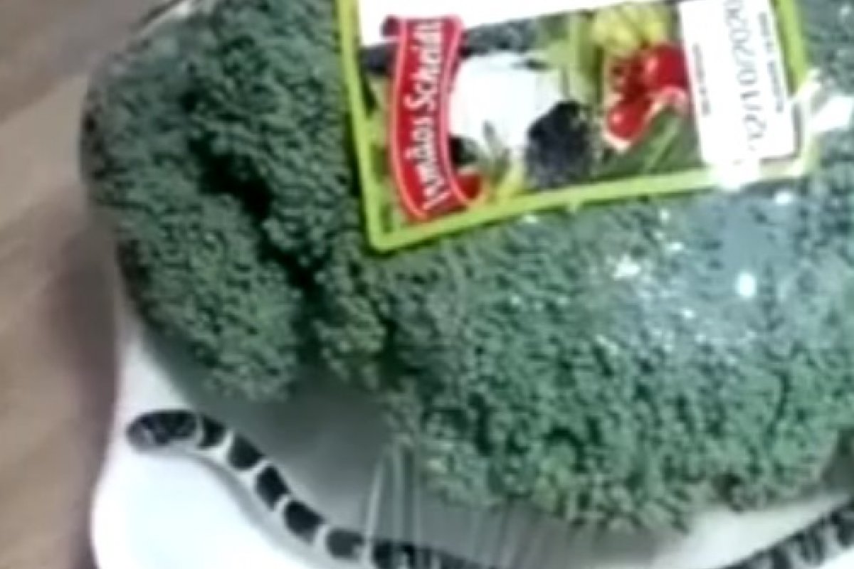 Cobra é encontrada em embalagem de brócolis em Santa Catarina