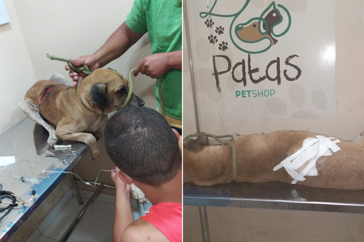 Piauí registra primeira prisão por maus tratos de animais