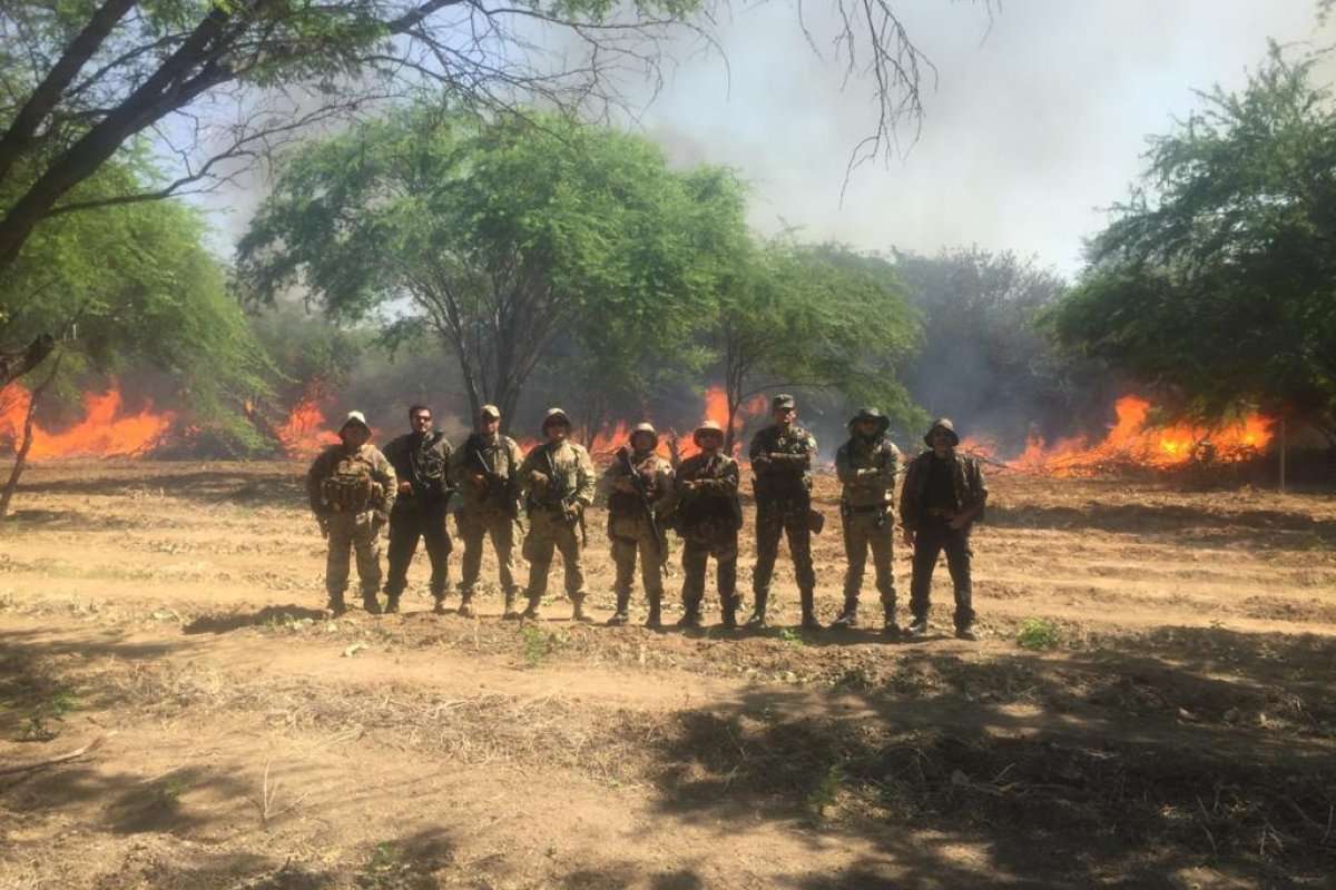 Operação Muçambê erradica 38 mil pés de maconha em municípios baianos