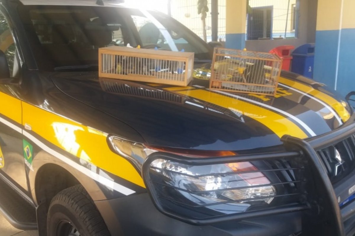 Aves silvestres são encontradas dentro de gaiolas em um caminhão cegonha na BR 116