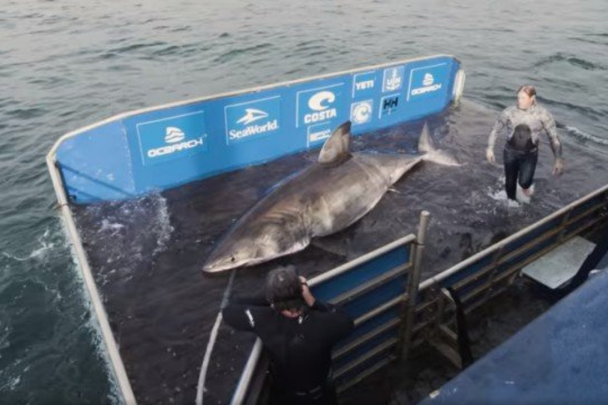 Cientistas encontram fêmea de tubarão branco,de 50 anos, que teve mais de cem filhotes