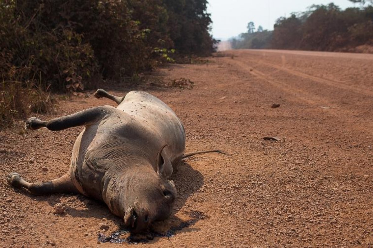 Focos de incêndio no Amazonas registram recorde, de acordo com dados do Inpe