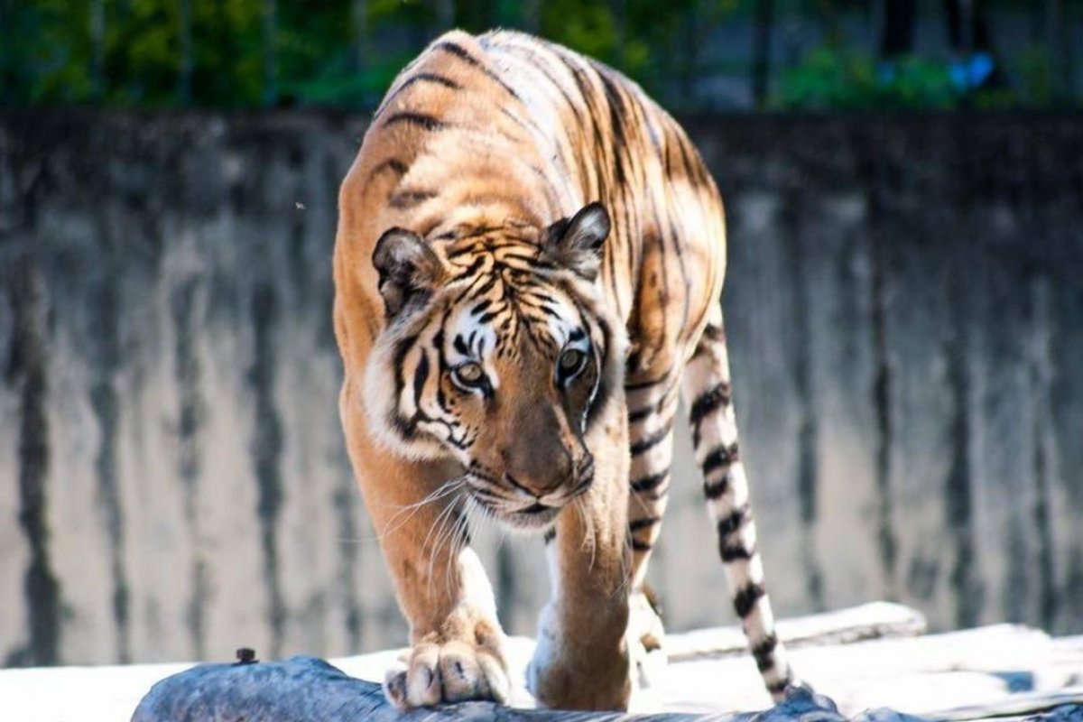 População de tigres cresce mais de 30% na Índia