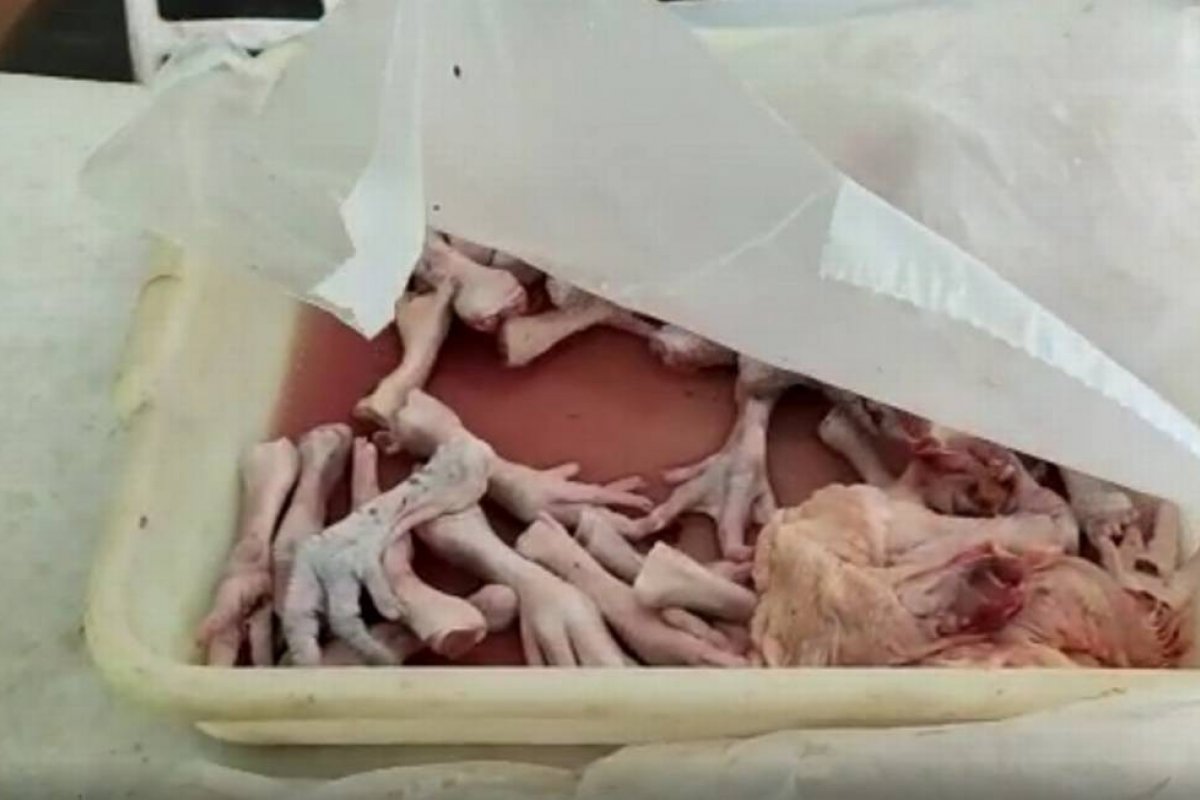 Polícia do Rio estoura aviário suspeito de vender pombos como se fossem galetos