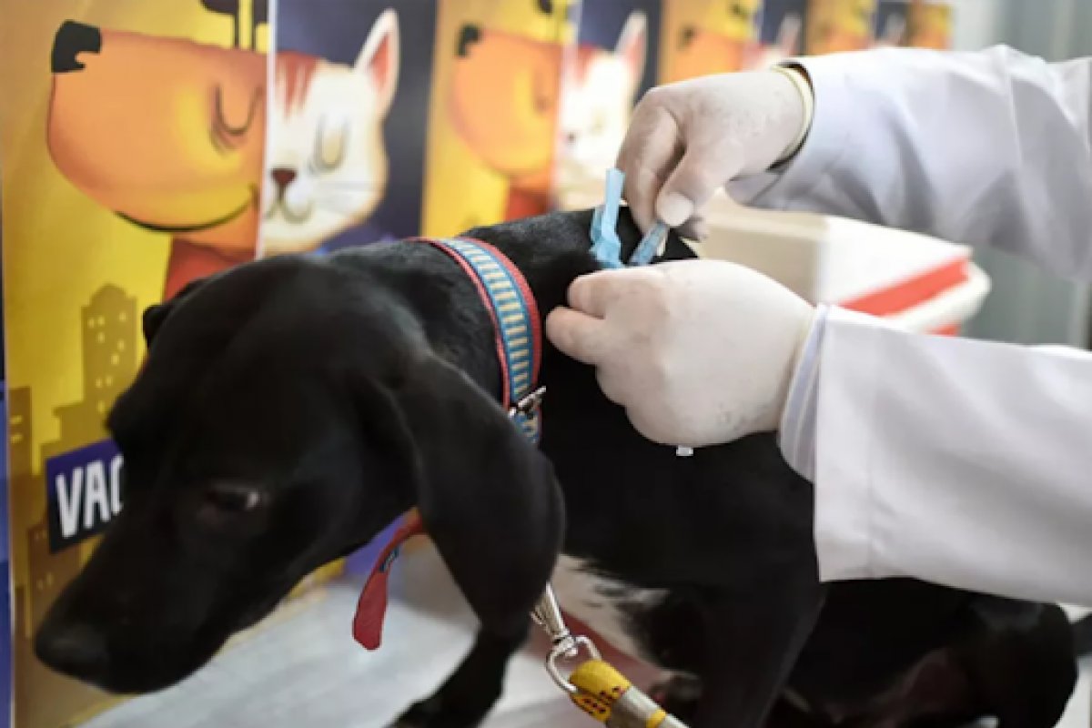 Campanha de vacinação antirrábica é prorrogada