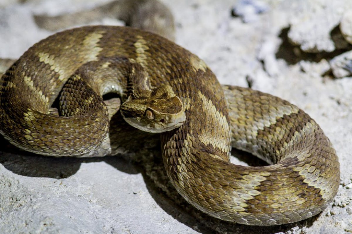 Mistério: Jararacas abandonam o chão e agora vivem em árvores na Amazônia
