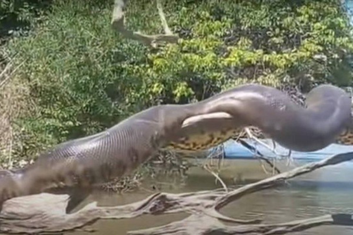 Vídeo de anaconda gigante no Brasil volta a viralizar na internet