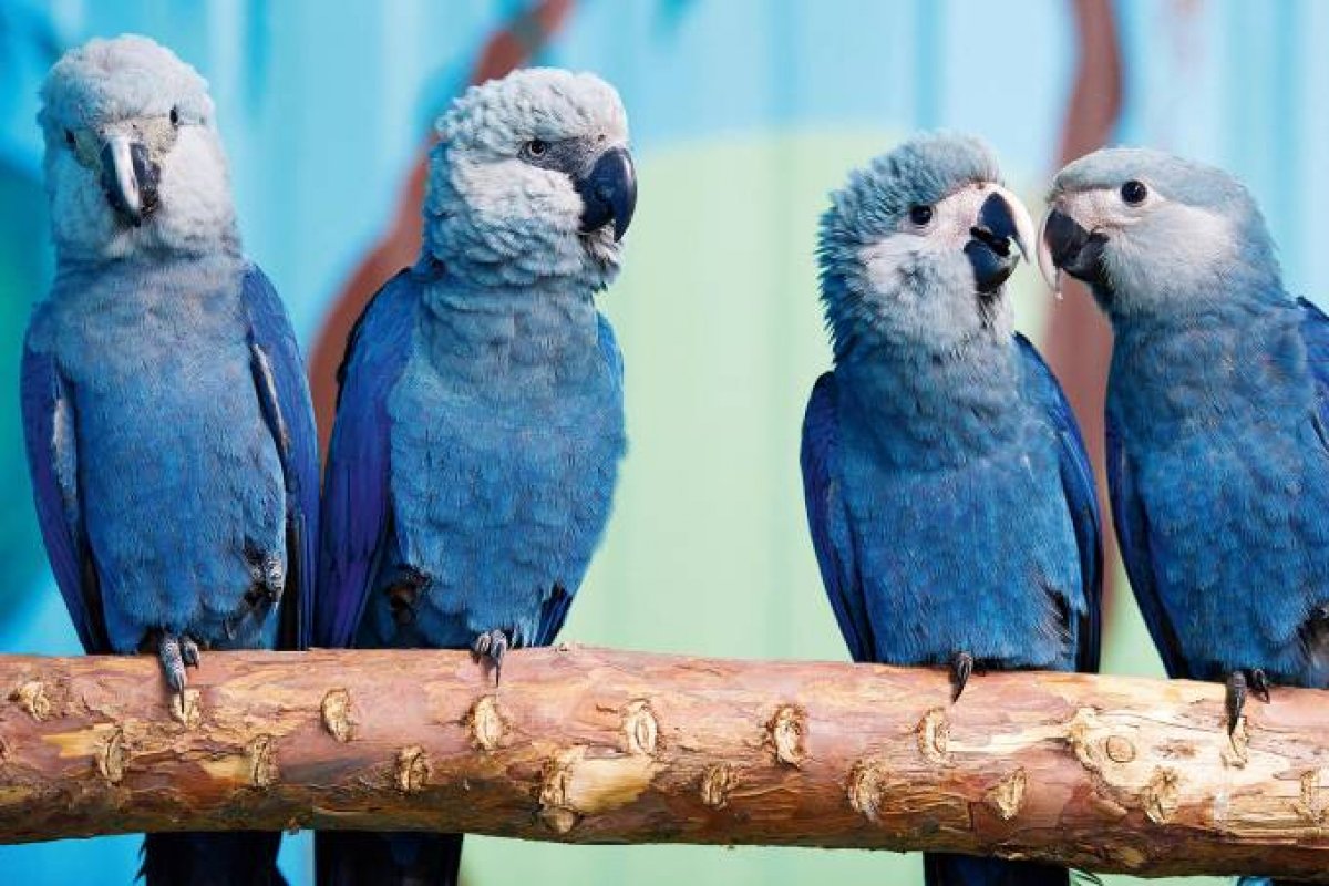 Medida que visa proteger Ararinha Azul entra em vigor