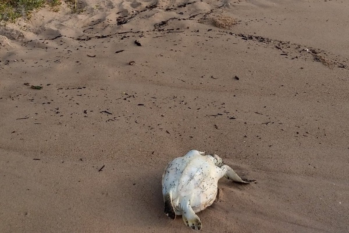 Tartaruga é encontrada morta em praia de Vilas do Atlântico