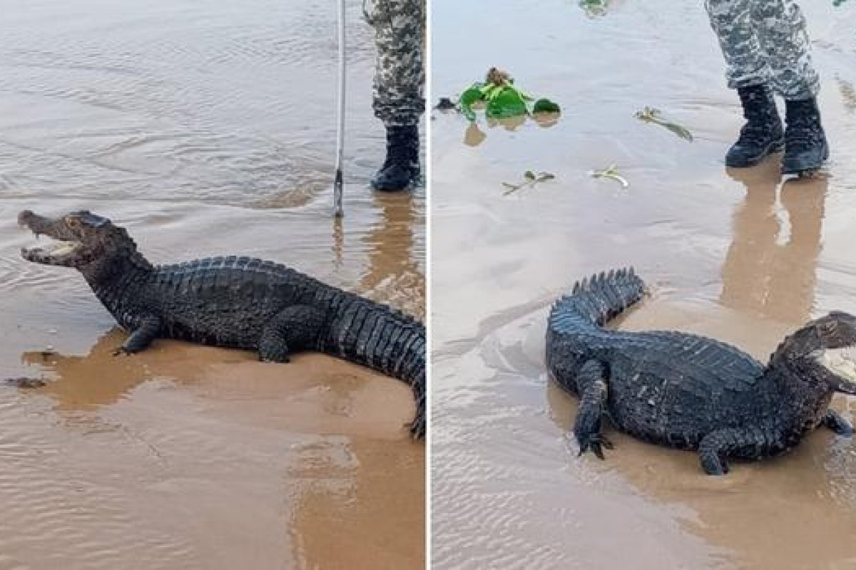Jacaré de 2 metros e 30 kg é resgatado na praia de Jaguaribe, em Salvador