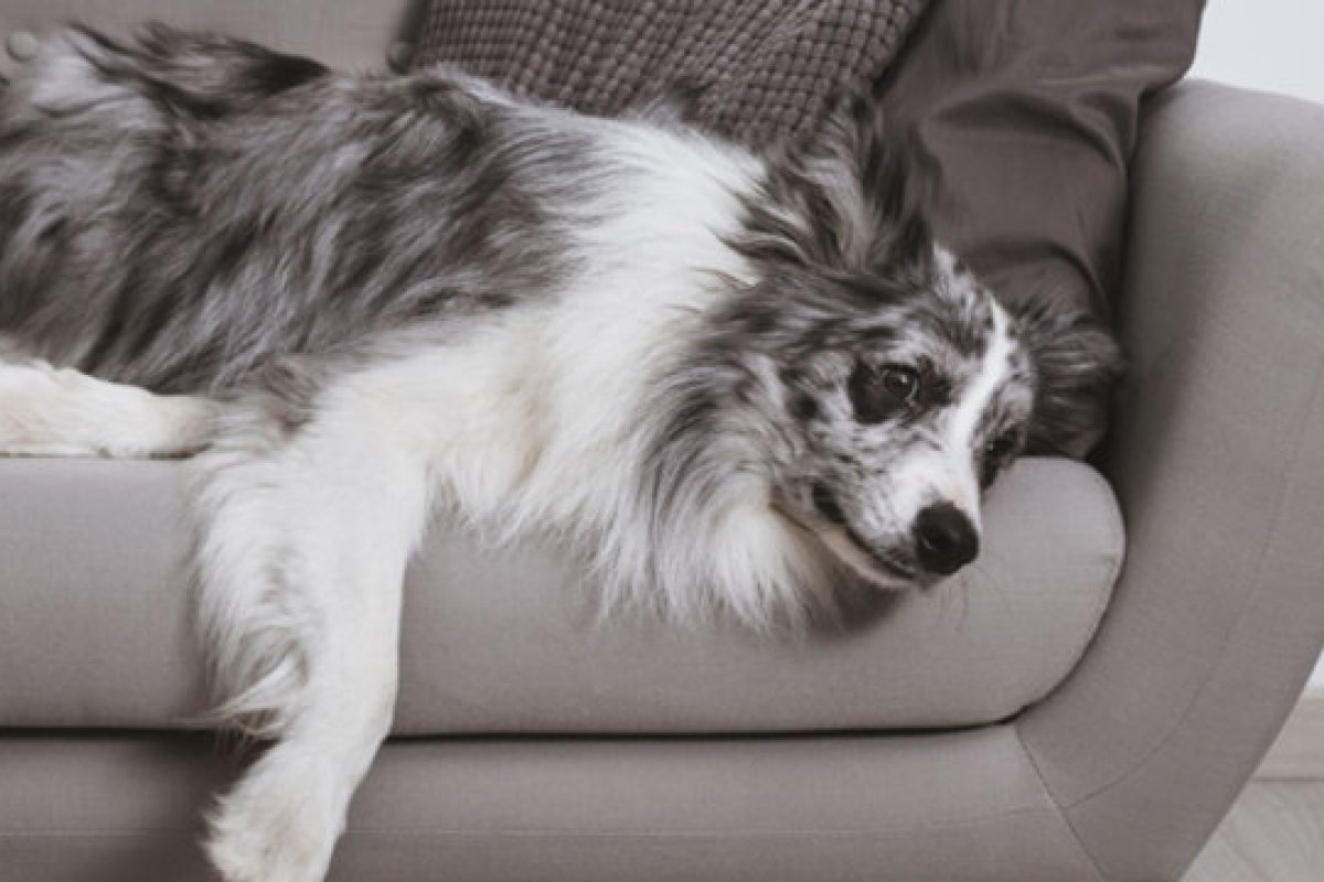 Pesquisa revela que Cachorros também sofrem de crise de meia idade