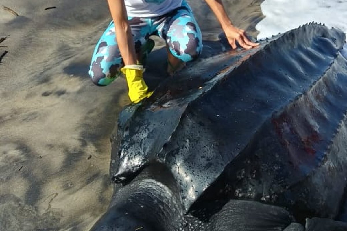 Ameaçada de extinção, tartaruga rara é encontrada encalhada em praia de Ilhéus