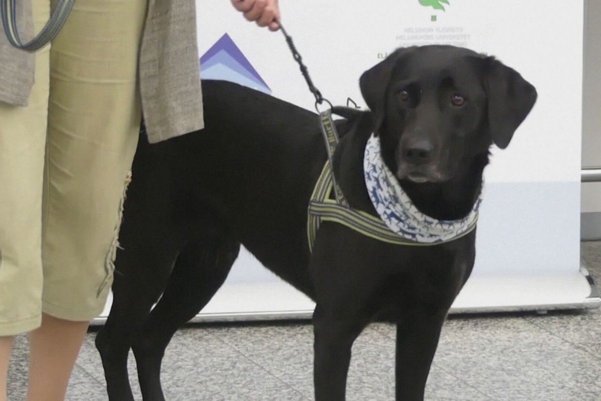 Cães são capacitados a detectarem Covid-19 até 5 dias antes de sintomas começarem