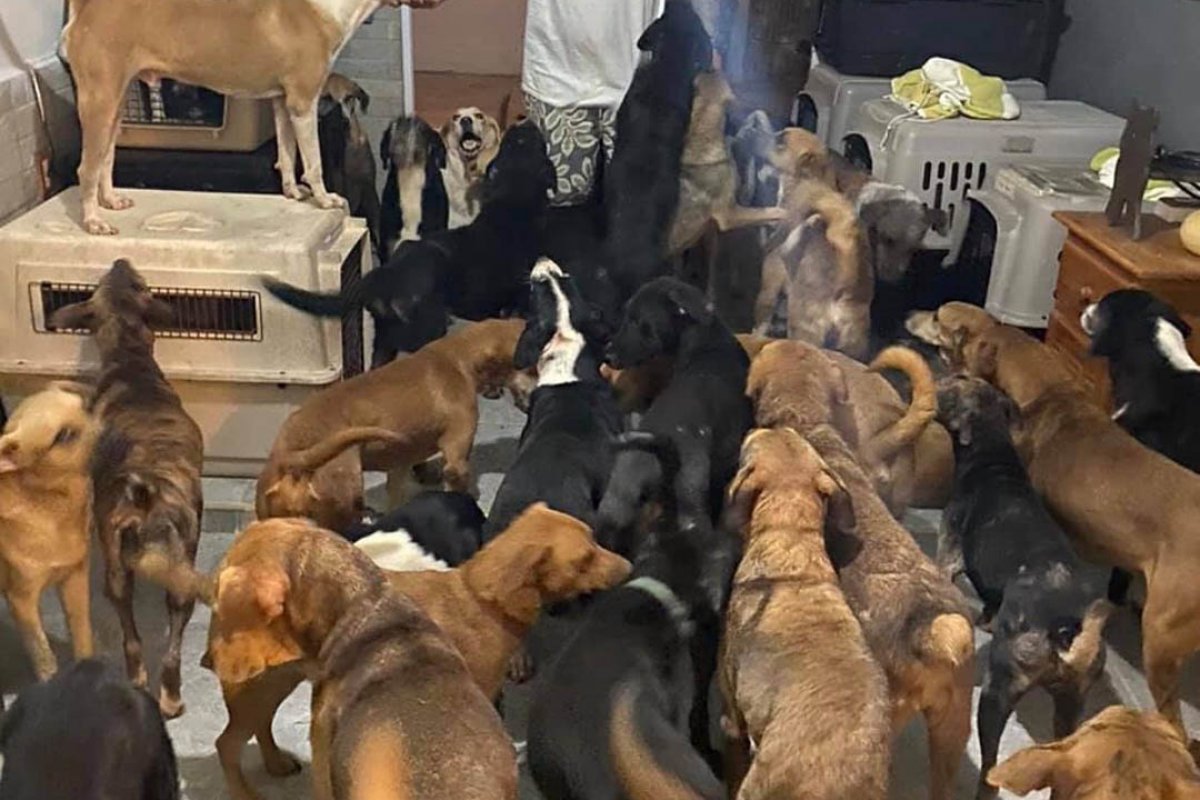 Homem resgata mais de 300 animais durante furacão nos EUA