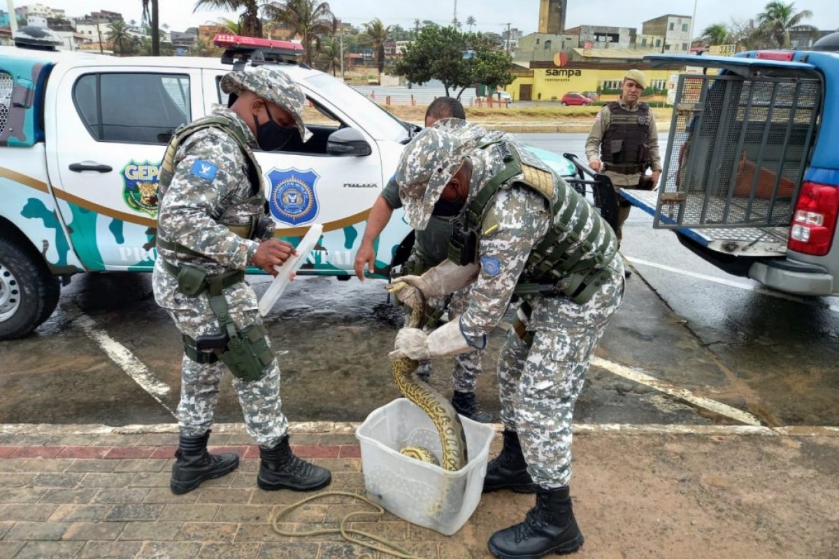 Equipes da Guarda Civil resgatam sucuri e jacaré na praia de Jaguaribe