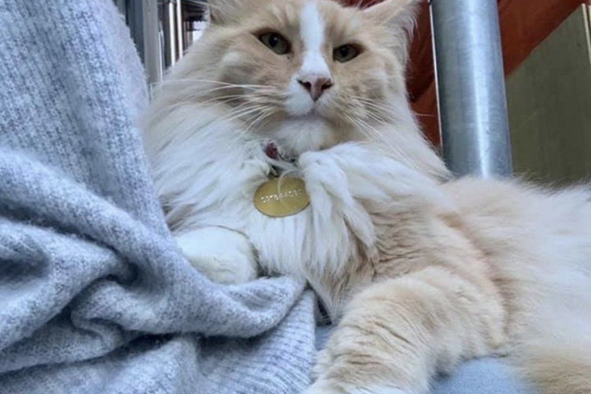 Brasil registra primeiro caso confirmado de gato com Covid-19