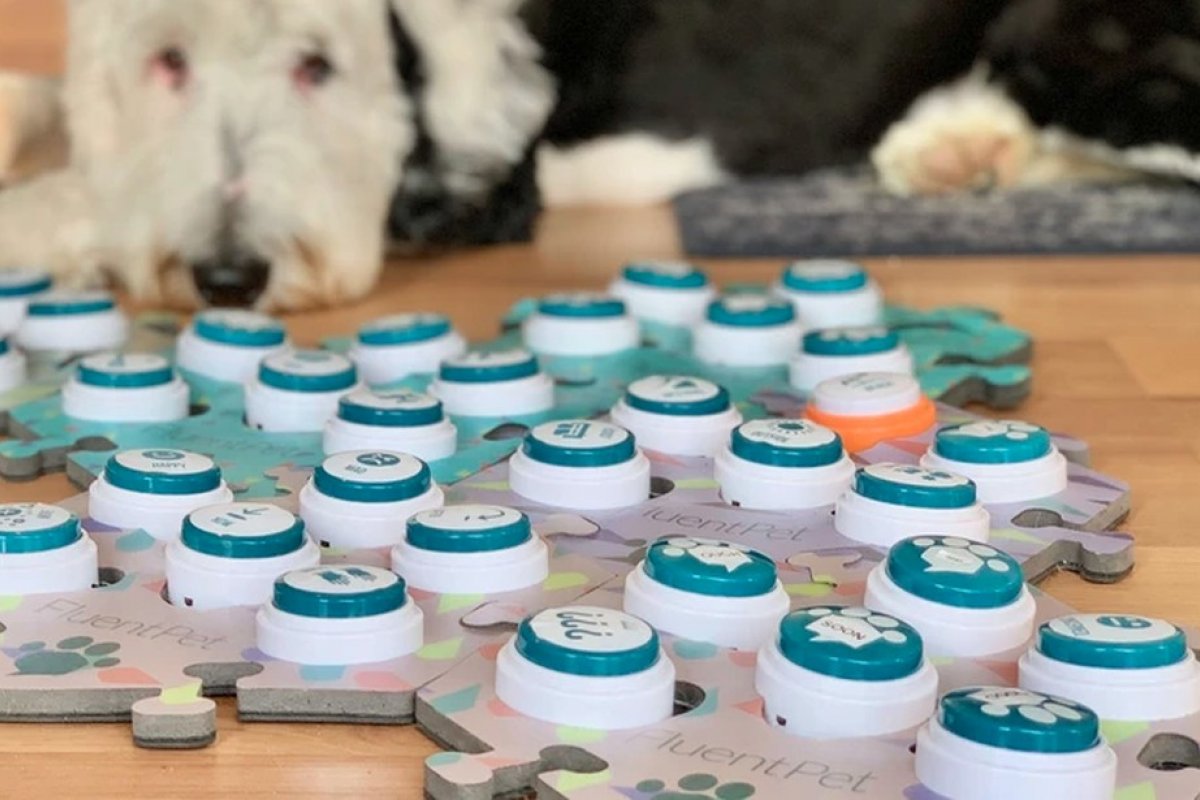 FluentPet: aparelho ajuda cachorros a 'falar' com donos