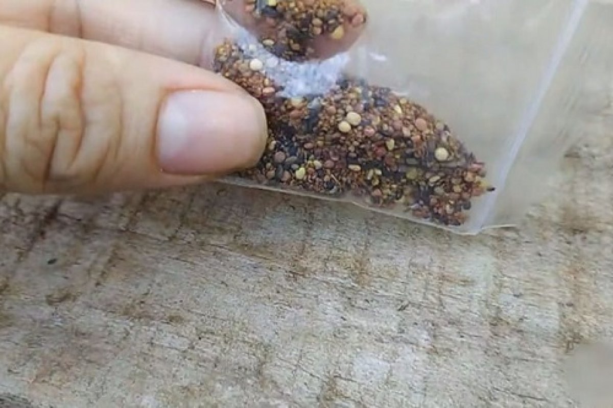 Mais sementes 'misteriosas' chegam na Bahia