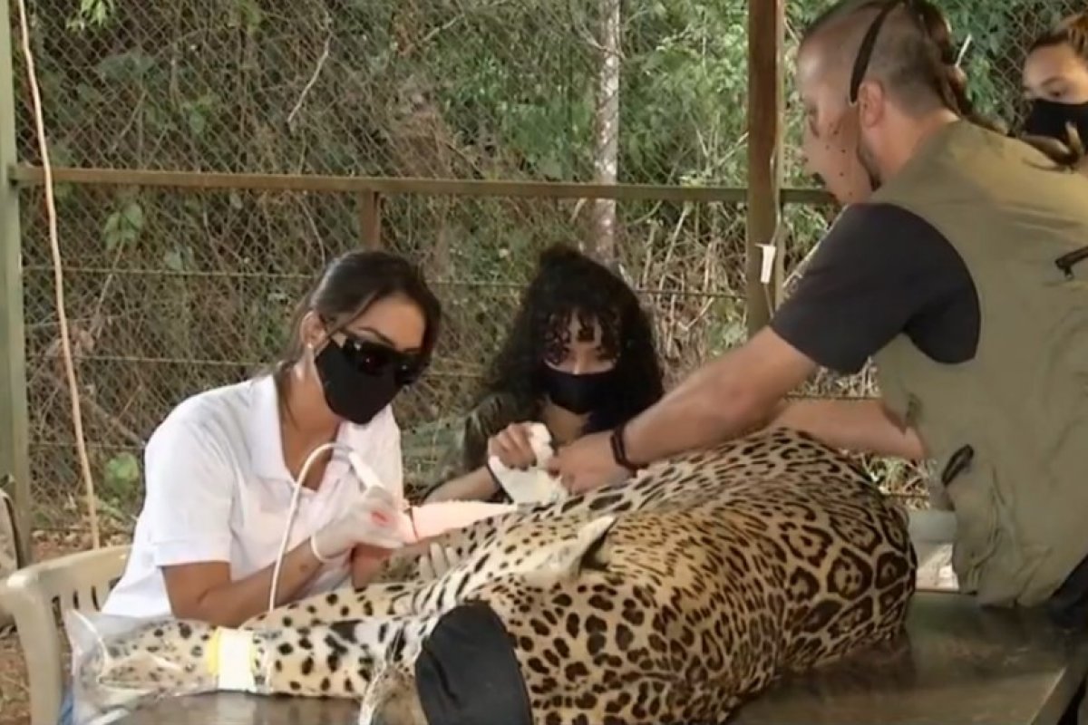 Onça que se feriu em incêndio é levada de Goiás de volta à natureza