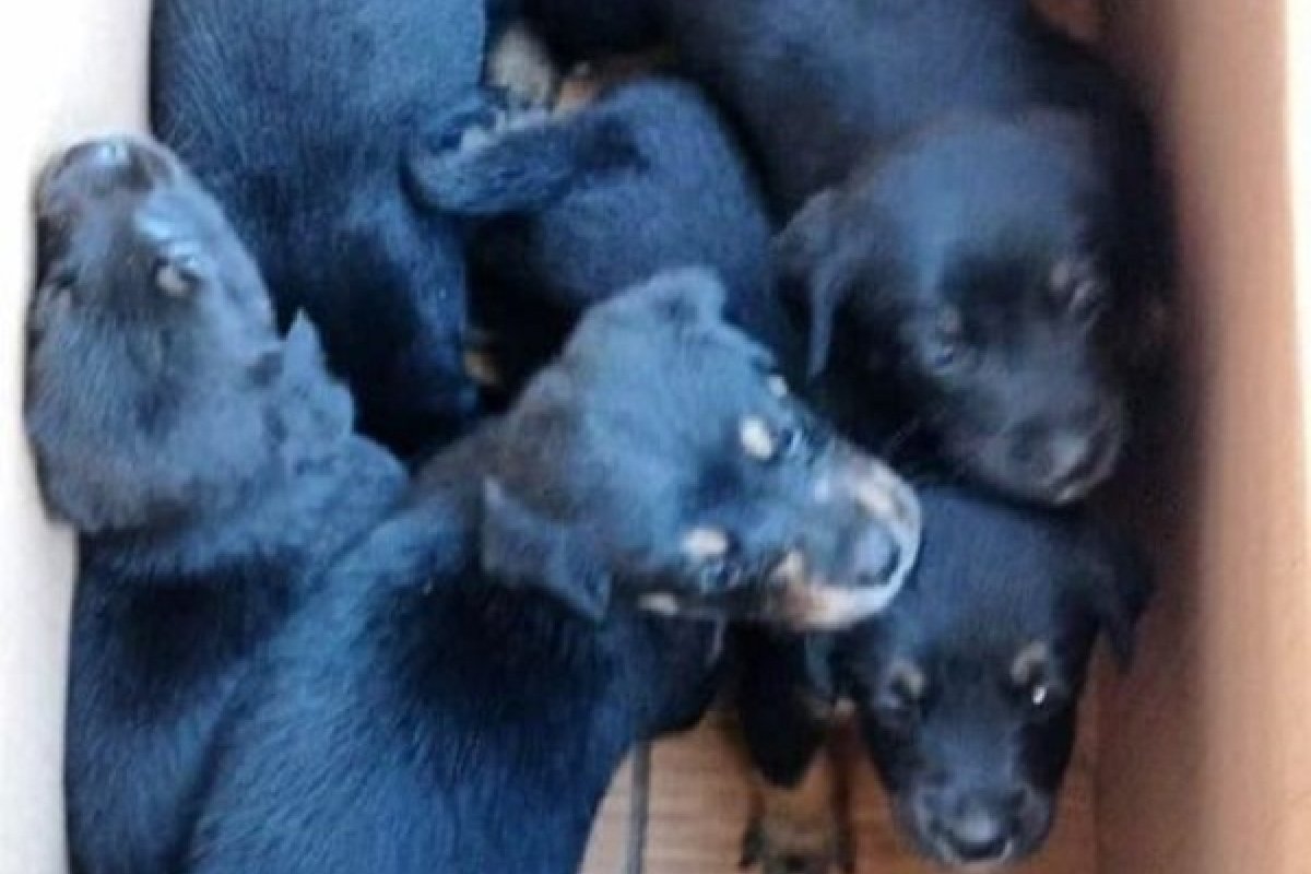 Filhotes de cachorro abandonados no lixo são resgatados no bairro Sete de Abril