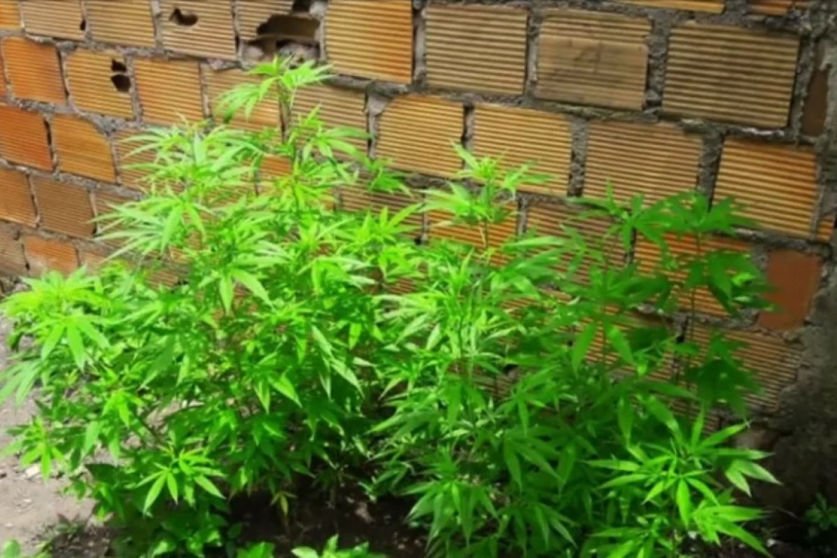 PM encontra mais de 60 pés de maconha em quintal de casa em São Gonçalo dos Campos