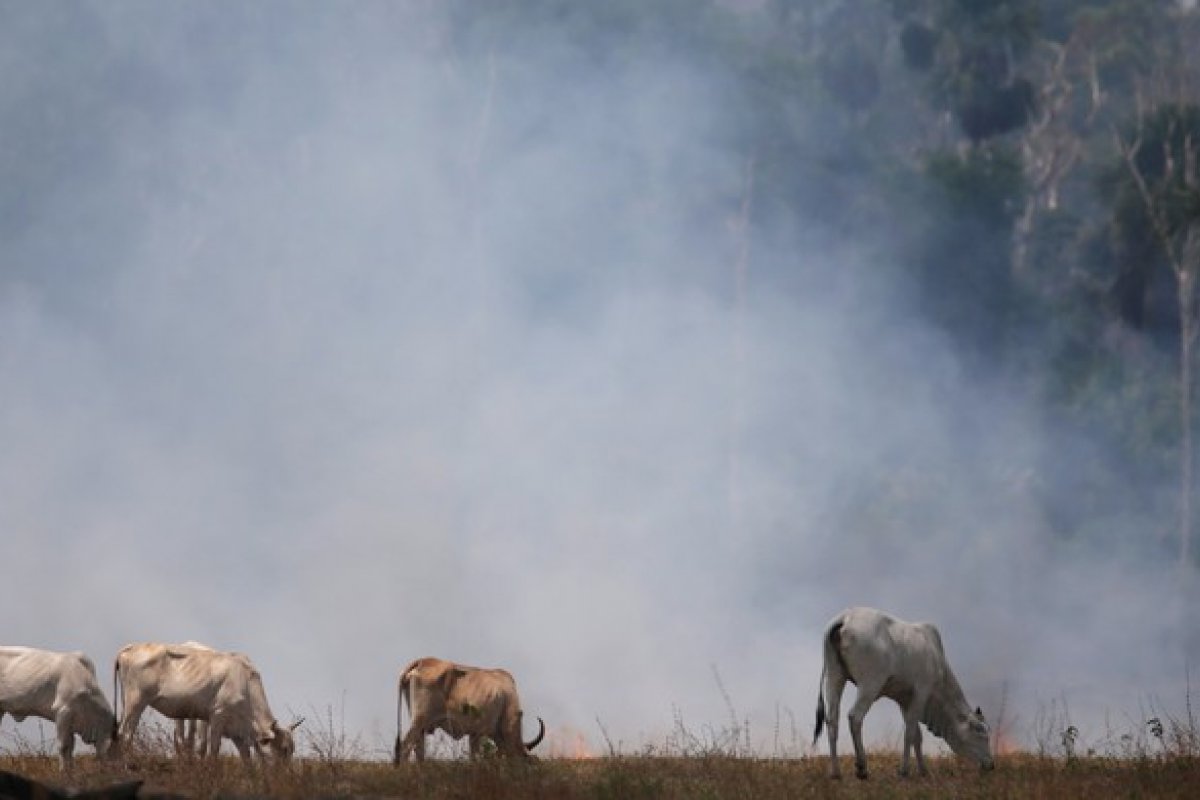 Chuva faz com que média de queimadas diárias do Pantanal caia 71,8%