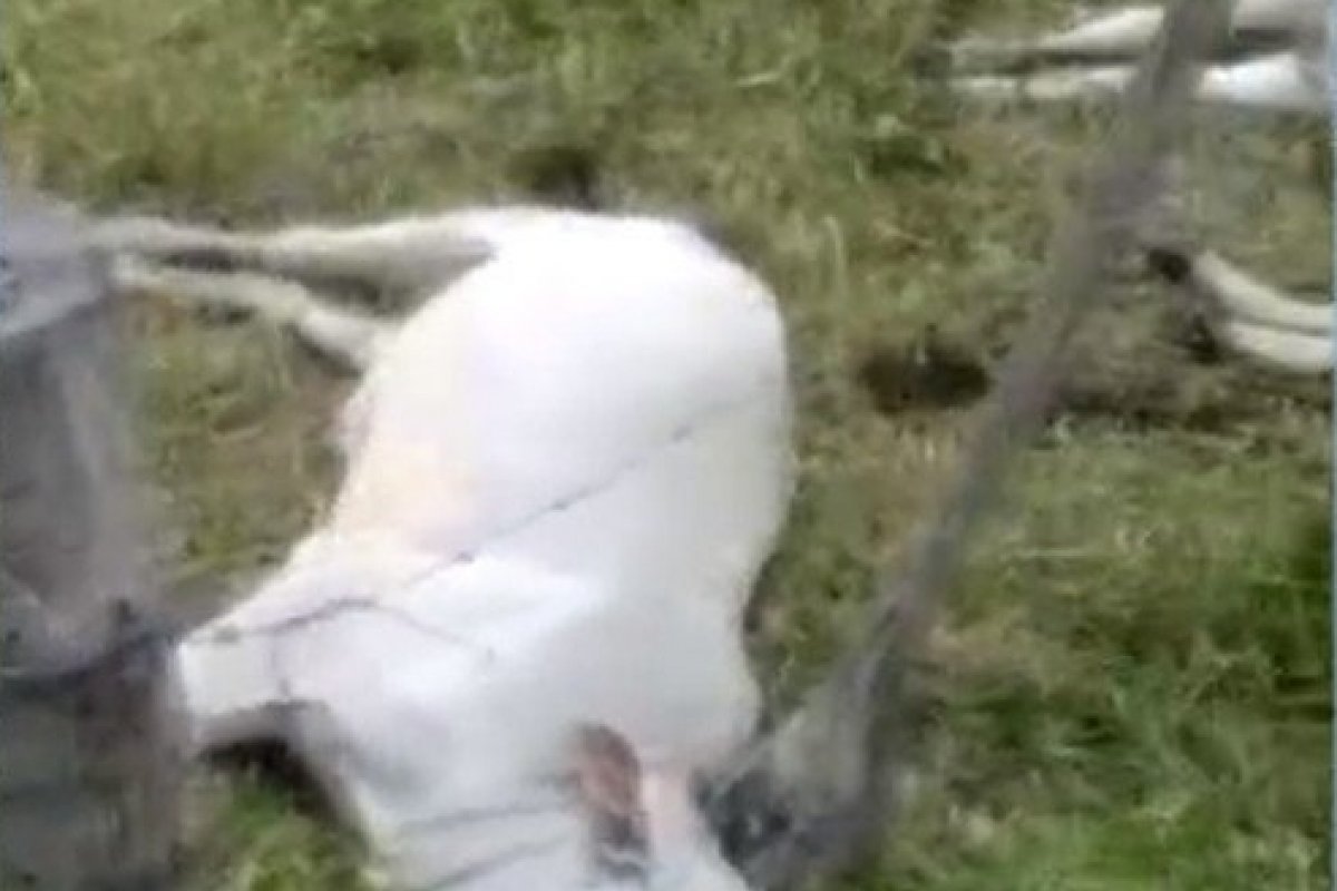 Bezerros são encontrados mortos em fazenda na Bahia